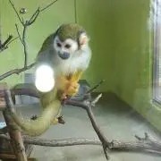 ぼんちゃん