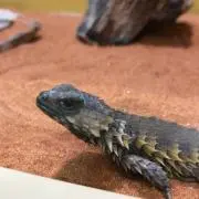 エリマキトカゲ