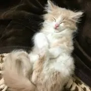 Dの画像