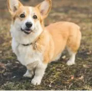 コーギー╰(*´︶`*)╯♡の画像