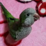 あやこ