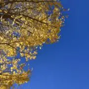 ママくんの画像