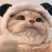 猫の巣