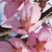 さくらの画像