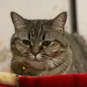 てつの画像