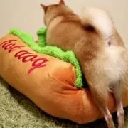 わわた