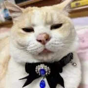 ฅ^._.^ฅまめたん♪の画像