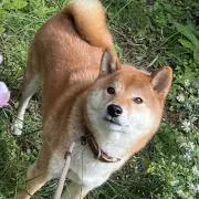 イソ