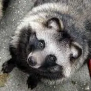 tanuki
