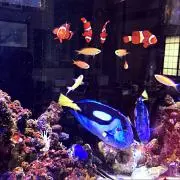 ヤマーキの画像