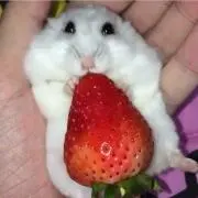 すぎ〜