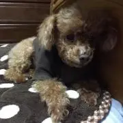 キキ