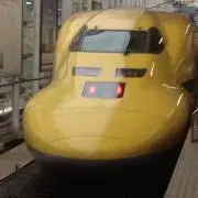 杏