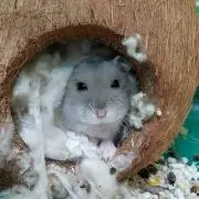 ryの画像