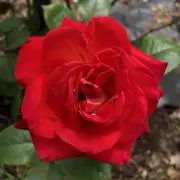 ※即日発送難しいです