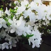 みぃ (※プロフィールご一読下さい)の画像