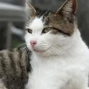 ねこの画像