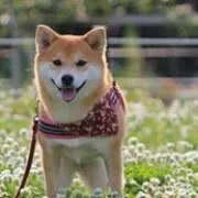 いぬ