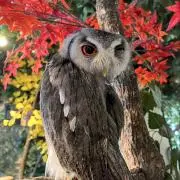 花の国の画像