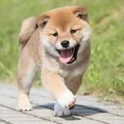 柴　犬二郎