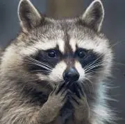 アライグマの画像