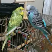 テト