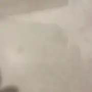 ミントの画像