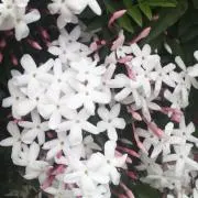 ぼたんの画像