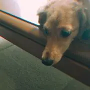 タナカの画像