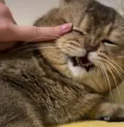 かずぴぃの画像