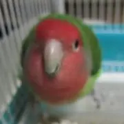 ちっぷすくらっぷ