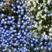 ohanaの画像