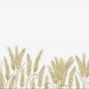 むぎちょこ。の画像