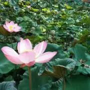 金平糖