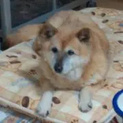 かりん