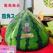 トモトモの画像