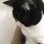 ちっちの画像