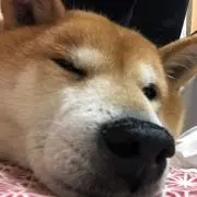 よしこー
