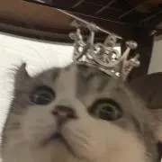 ゾウの画像