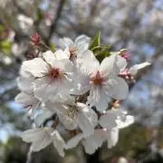 くみちょの画像