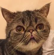 fncpyの画像