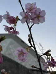 桜キャリーの画像
