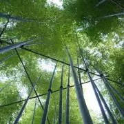翼の画像