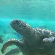 えびまるこの画像