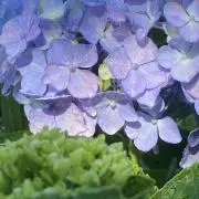 Sophia　【匿名配送】の画像