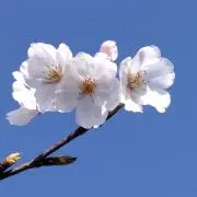 さくらの画像