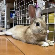 こまはんの画像