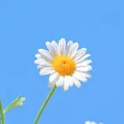 Aimi