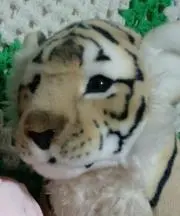 ミケランジェロの画像