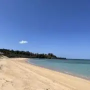 杏の画像